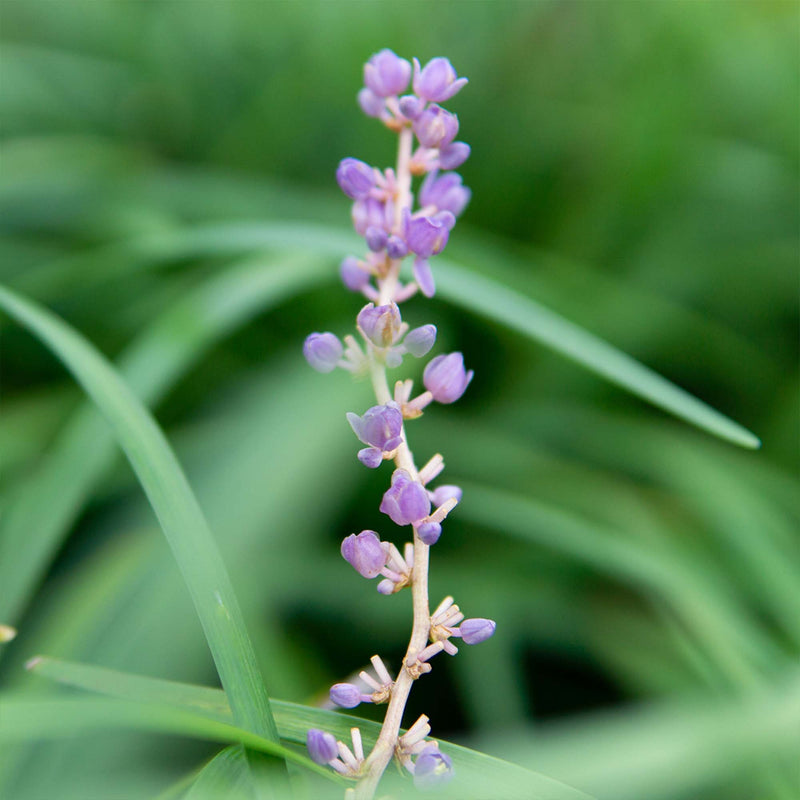 Royal Purple Liriope