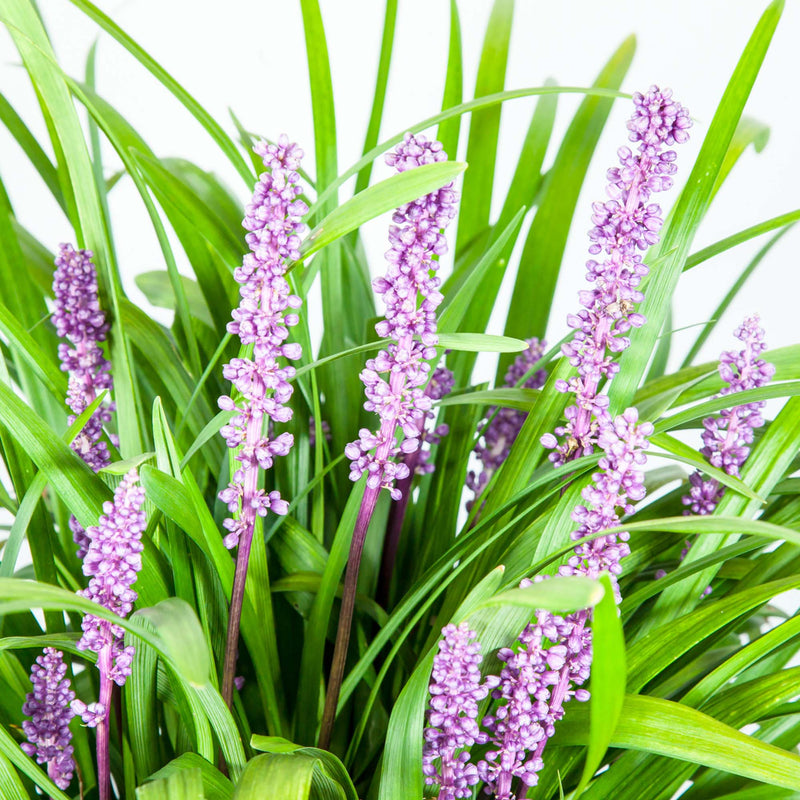 Royal Purple Liriope