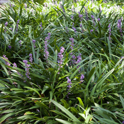 Royal Purple Liriope