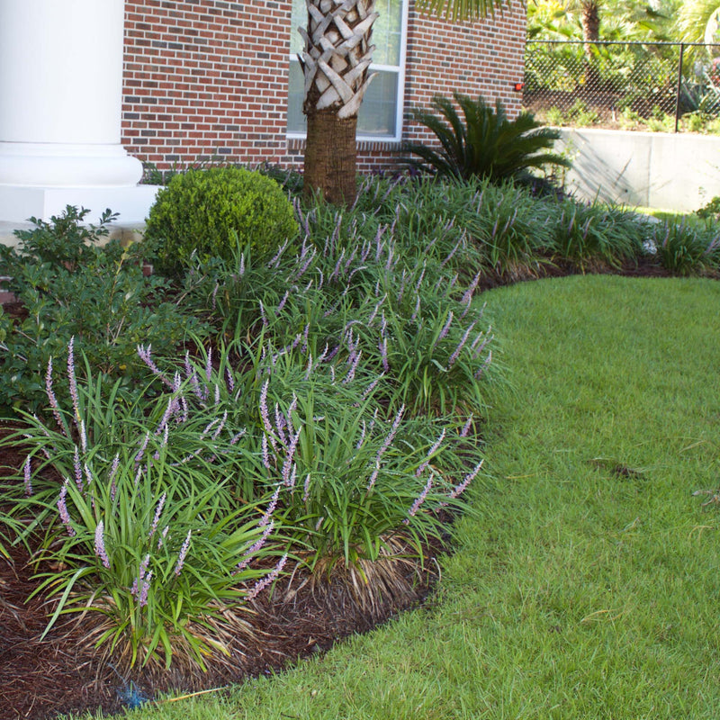 Royal Purple Liriope