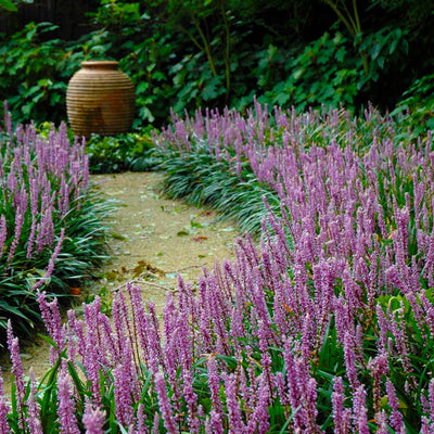 Royal Purple Liriope