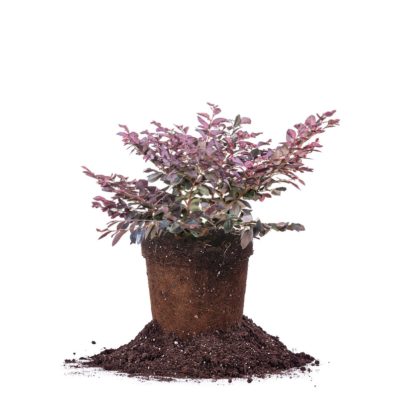 Cerise Charm® Loropetalum