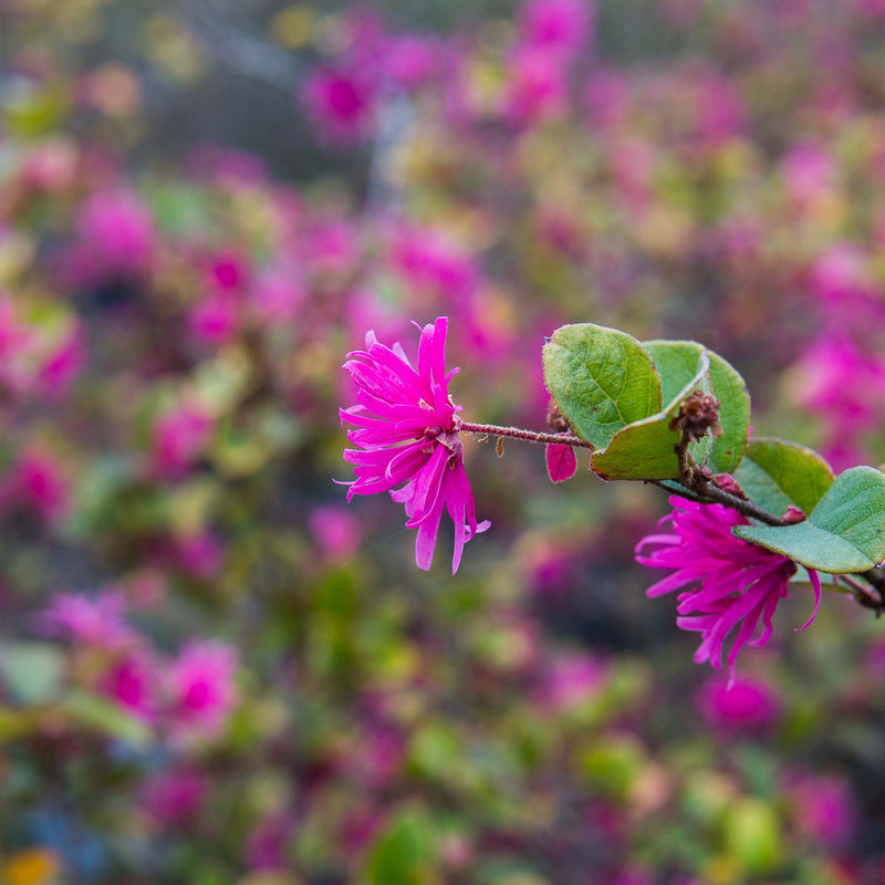 Zhuzhou Loropetalum