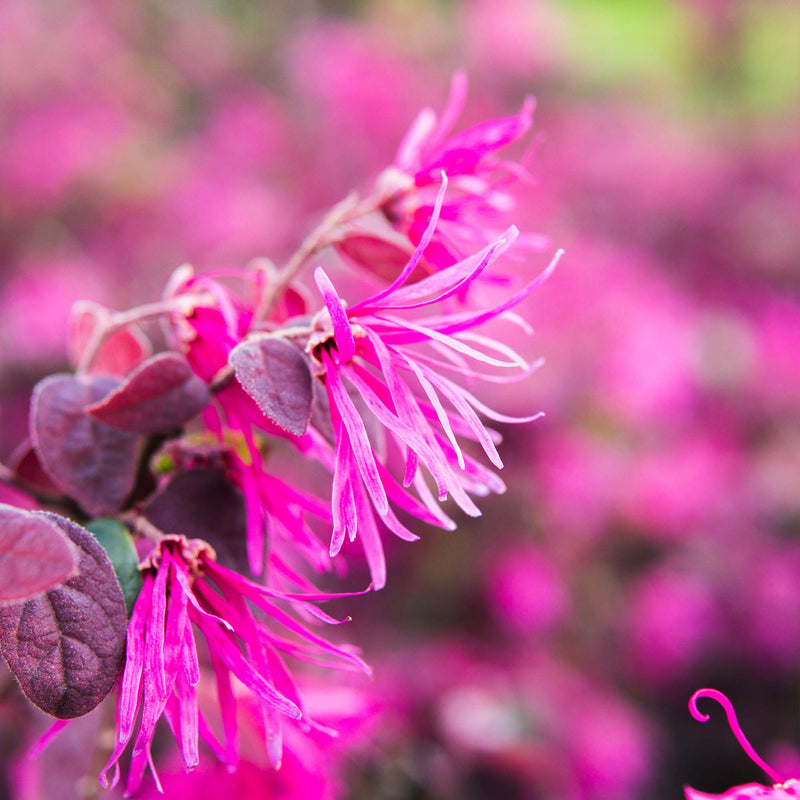 Zhuzhou Loropetalum