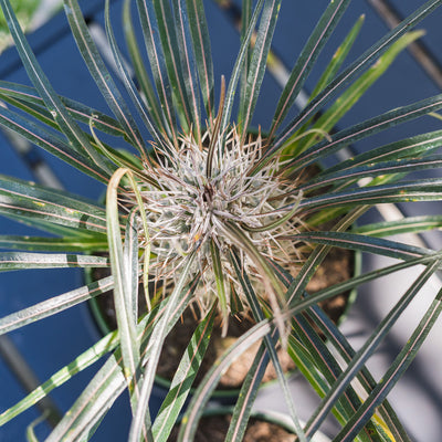 Madagascar Palm Tree