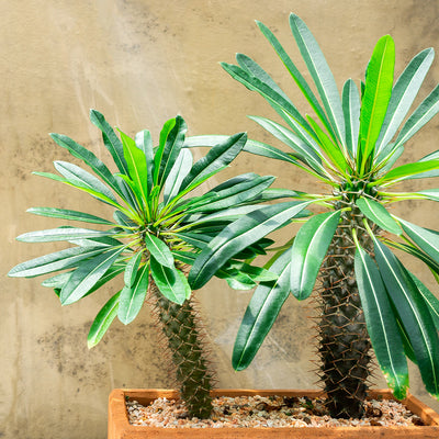 Madagascar Palm Tree