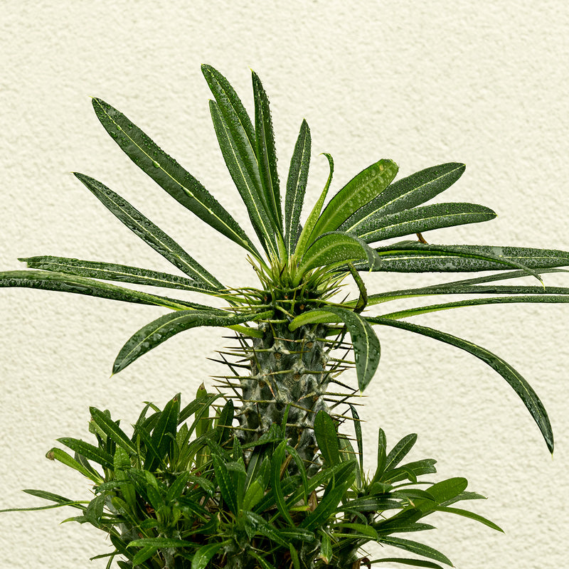 Madagascar Palm Tree