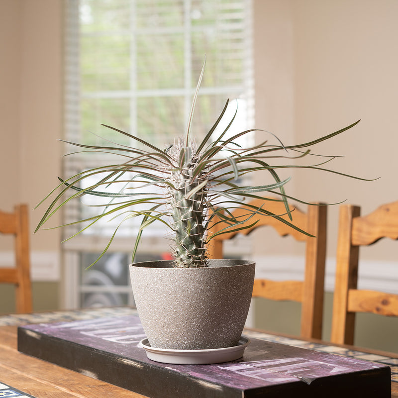 Madagascar Palm Tree