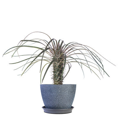 Madagascar Palm Tree