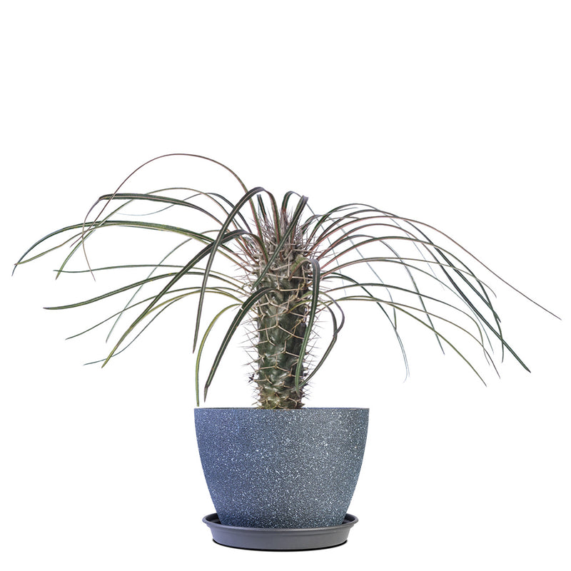 Madagascar Palm Tree