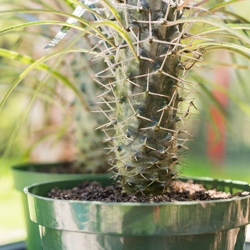 Madagascar Palm Tree