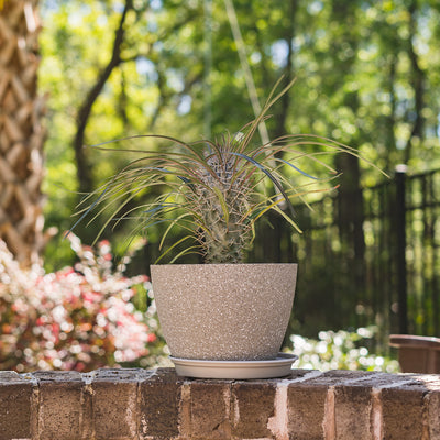 Madagascar Palm Tree