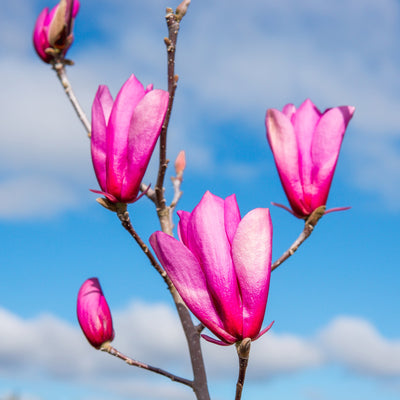 Ann Magnolia Tree