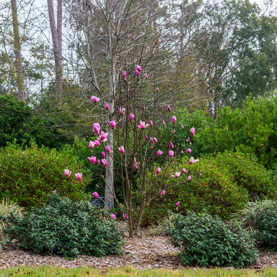 Ann Magnolia Tree