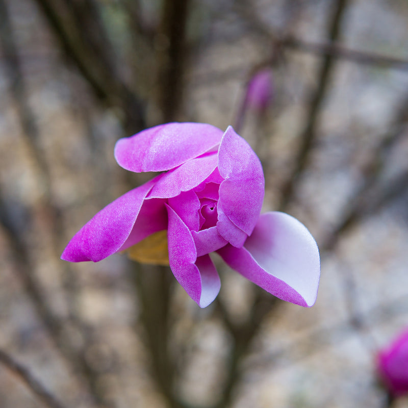 Ann Magnolia Tree