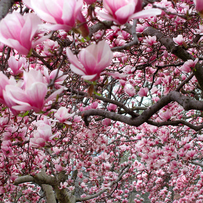 Ann Magnolia Tree