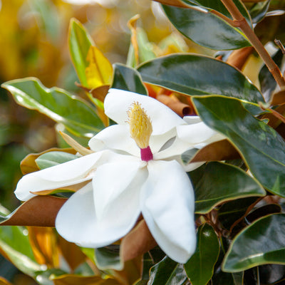 Bracken's Brown Beauty Magnolia Tree