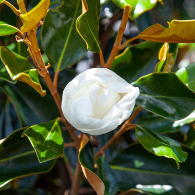 Bracken's Brown Beauty Magnolia Tree