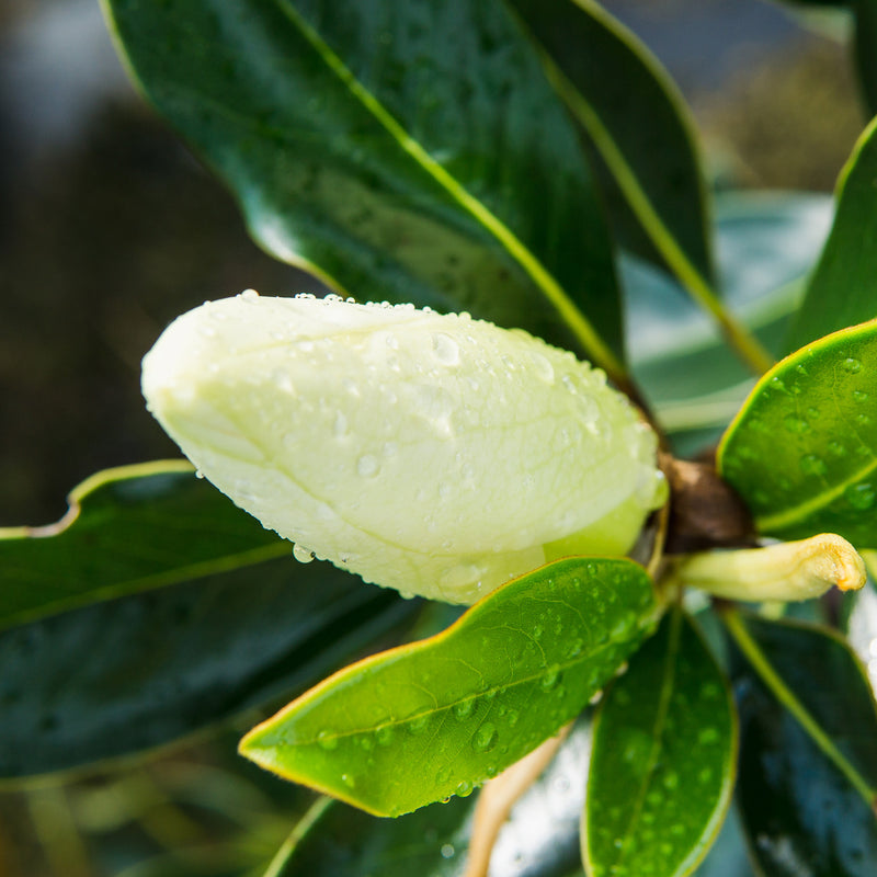 Little Gem Magnolia Tree