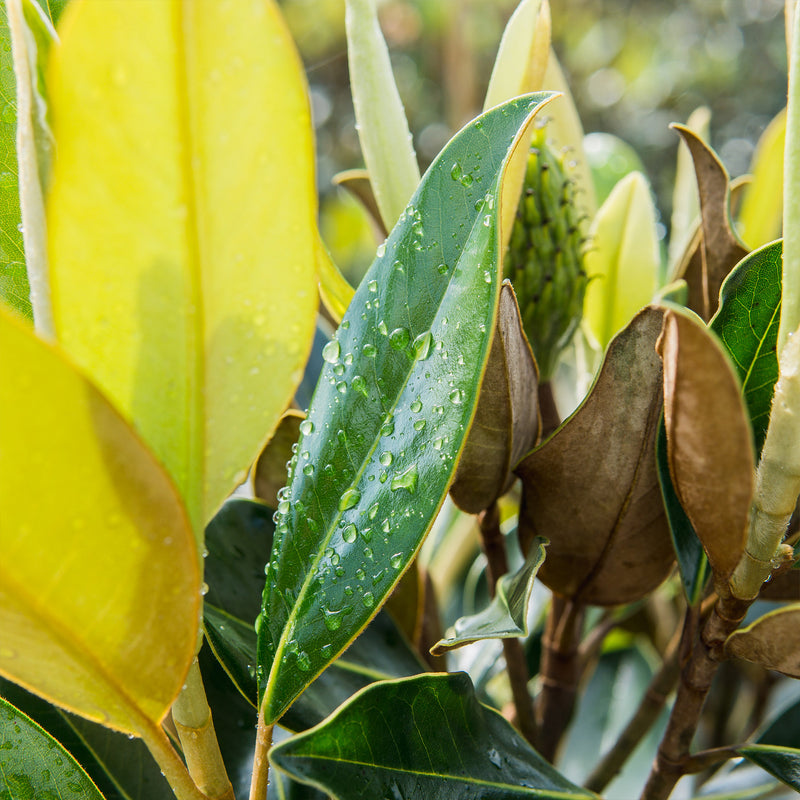 Little Gem Magnolia Tree