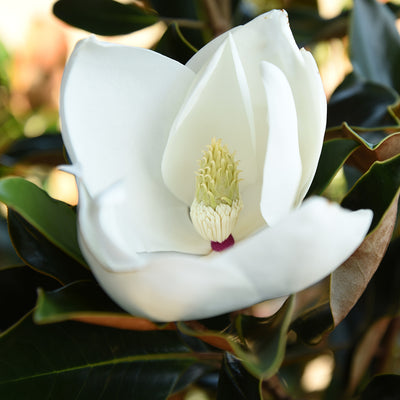 Little Gem Magnolia Tree