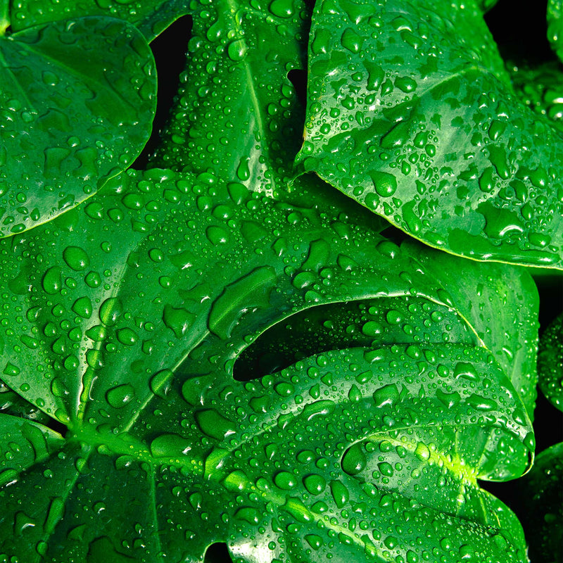 Monstera Deliciosa