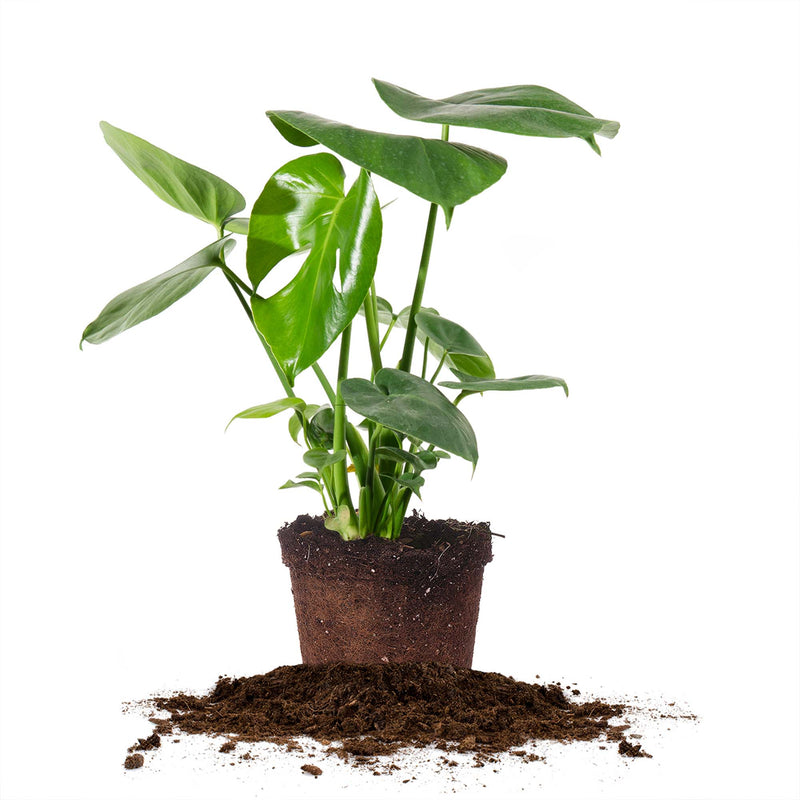 Monstera Deliciosa