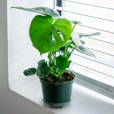 Monstera Deliciosa