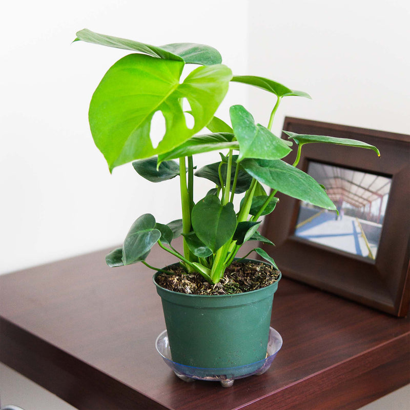 Monstera Deliciosa