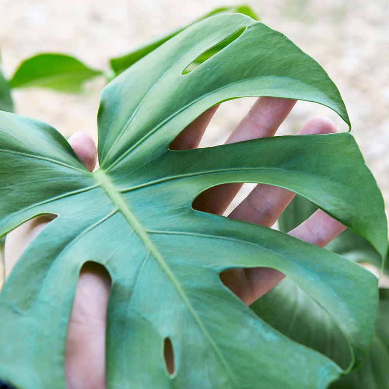 Monstera Deliciosa