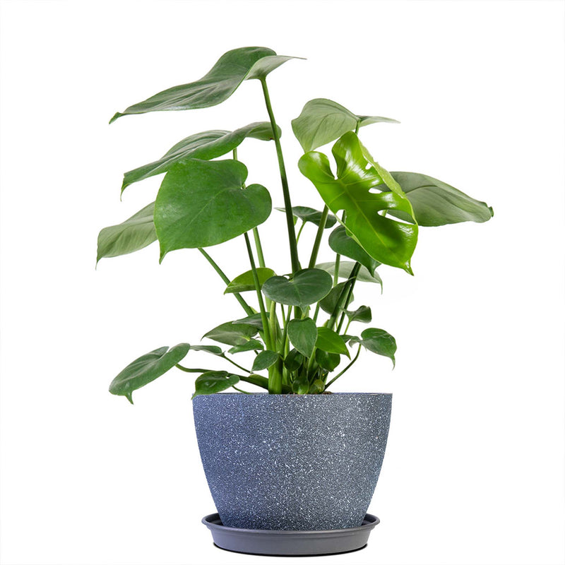 Monstera Deliciosa