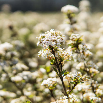 Mrs. Schiller's Delight Viburnum
