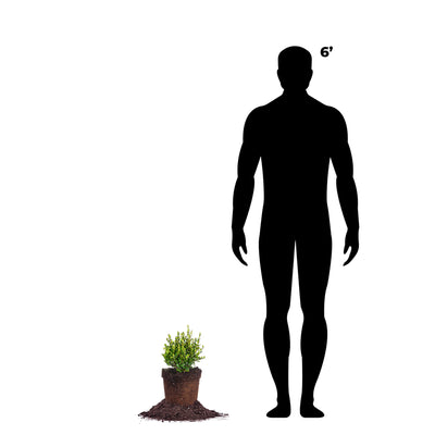 Mrs. Schiller's Delight Viburnum