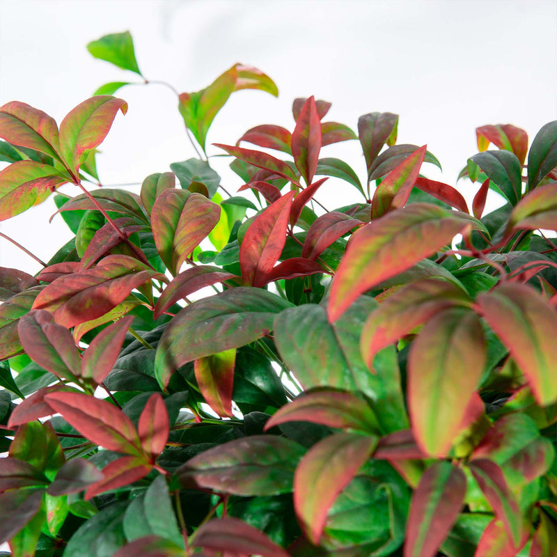 Dwarf Nandina ‘Firepower&