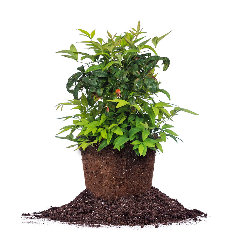 Dwarf Nandina ‘Firepower&