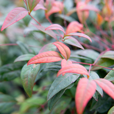 Dwarf Nandina ‘Firepower'