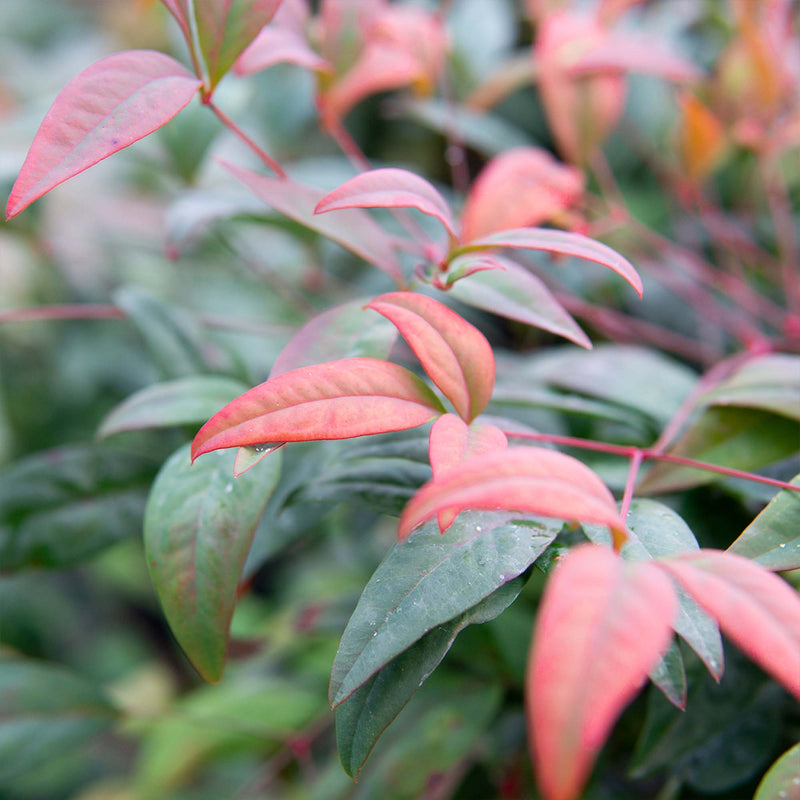 Dwarf Nandina ‘Firepower&