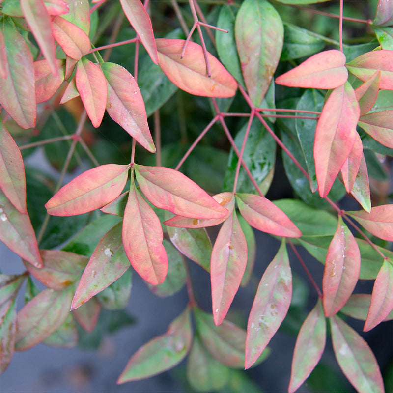 Dwarf Nandina ‘Firepower&