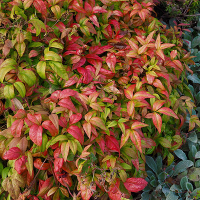 Dwarf Nandina ‘Firepower'