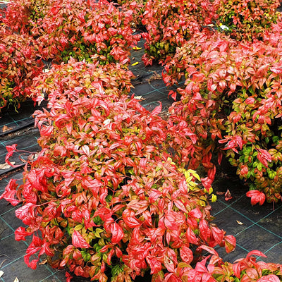 Dwarf Nandina ‘Firepower'