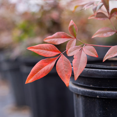 Dwarf Nandina ‘Gulf Stream'