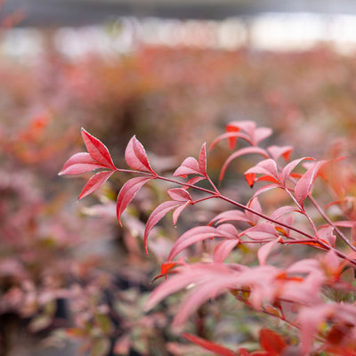 Dwarf Nandina ‘Gulf Stream'