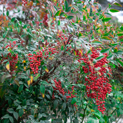 Dwarf Nandina ‘Gulf Stream'