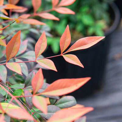 Dwarf Nandina ‘Gulf Stream'