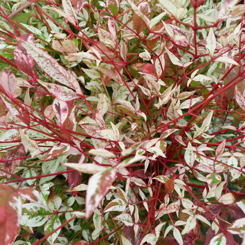 Twilight Nandina