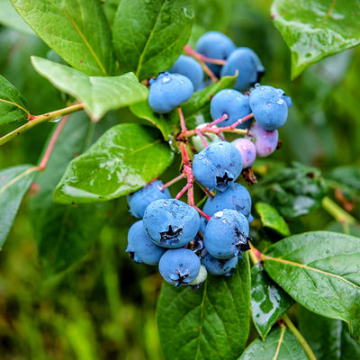 O'Neal Blueberry Bush