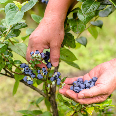 O'Neal Blueberry Bush