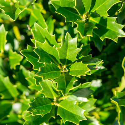 Oak Leaf Holly