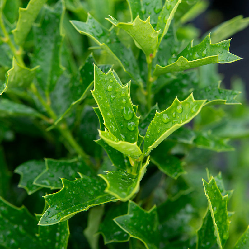 Oak Leaf Holly