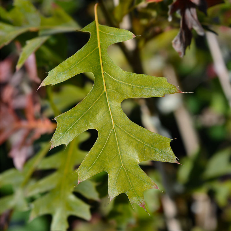 Nuttall Oak Tree